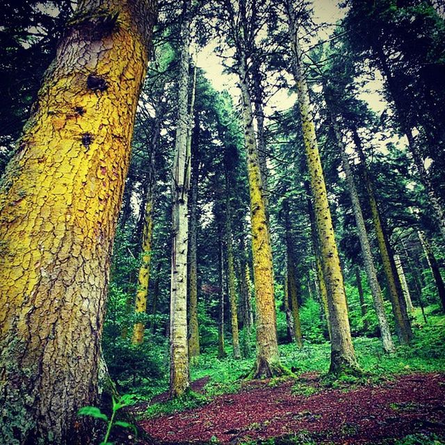 tree, plant, nature, land, tree trunk, forest, trunk, woodland, growth, sunlight, leaf, natural environment, beauty in nature, tranquility, no people, green, autumn, day, tranquil scene, outdoors, non-urban scene, scenics - nature, low angle view, branch, grove, environment