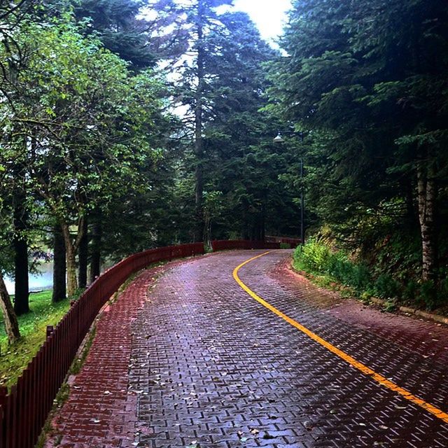 tree, plant, the way forward, nature, transportation, road, growth, no people, forest, beauty in nature, autumn, diminishing perspective, green, day, tranquility, sunlight, leaf, outdoors, tranquil scene, land, vanishing point, scenics - nature, footpath, morning, non-urban scene