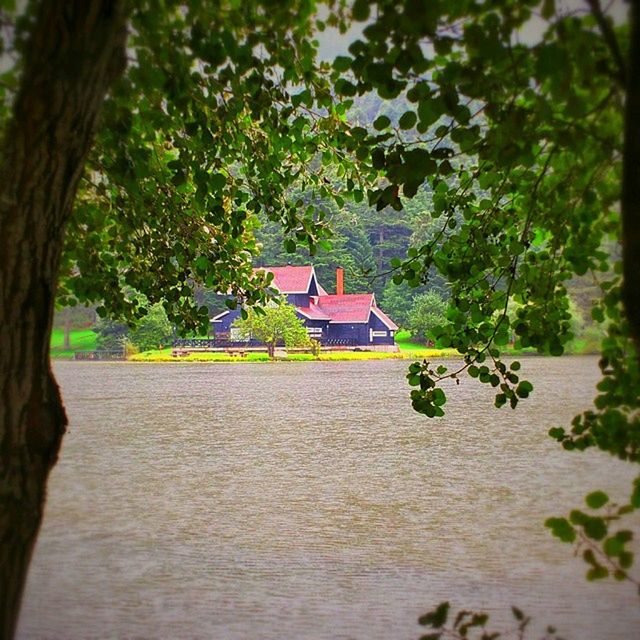 tree, plant, nature, green, water, leaf, day, no people, architecture, built structure, growth, outdoors, tree trunk, trunk, flower, beauty in nature, land, tranquility, building exterior, lake, house, building, branch