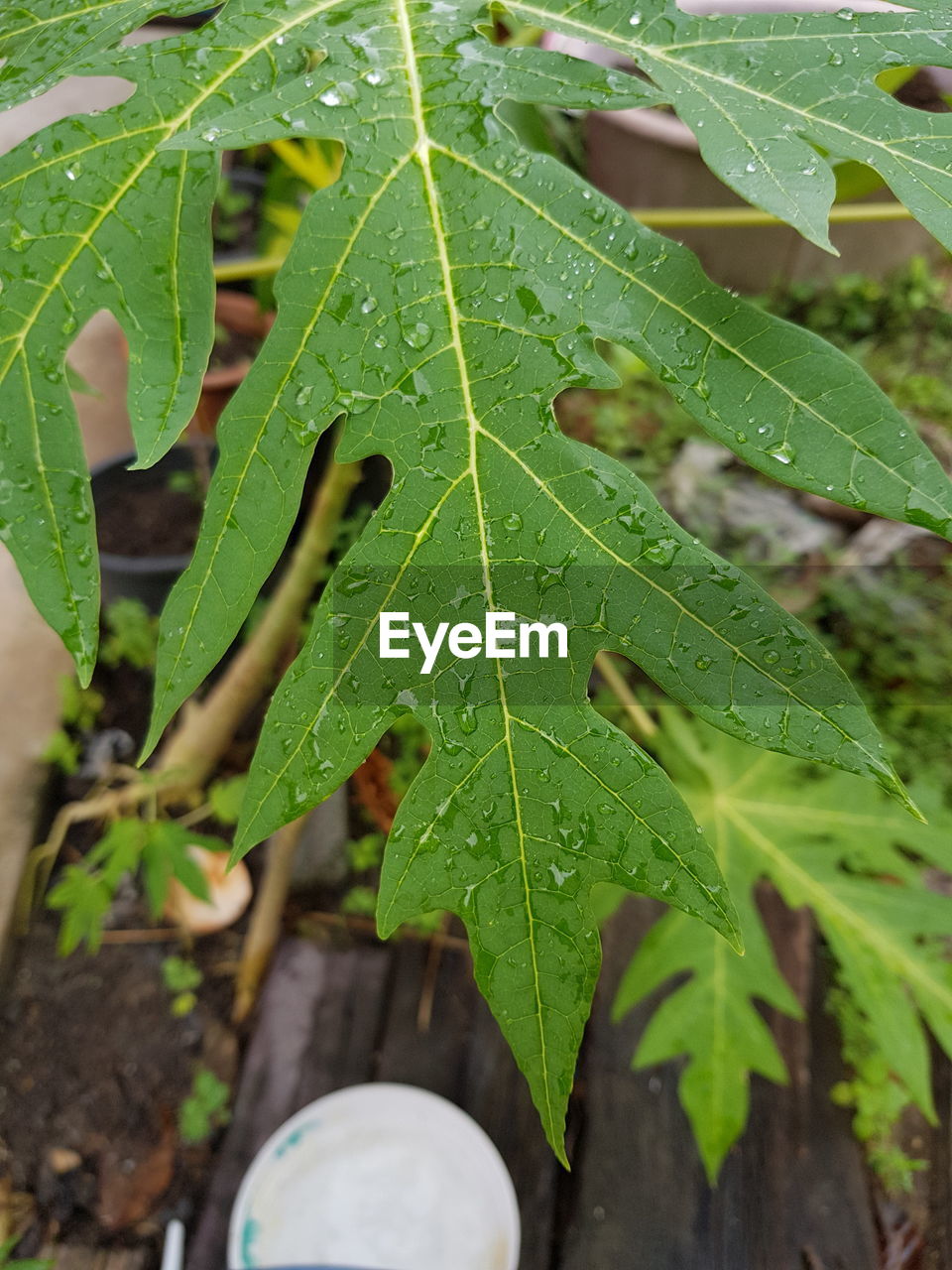 HIGH ANGLE VIEW OF RAINDROPS ON PLANT