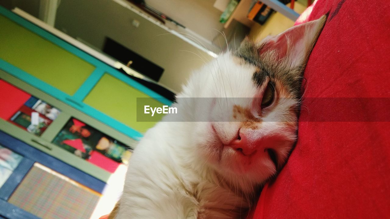 Close-up of cat relaxing on bed at home