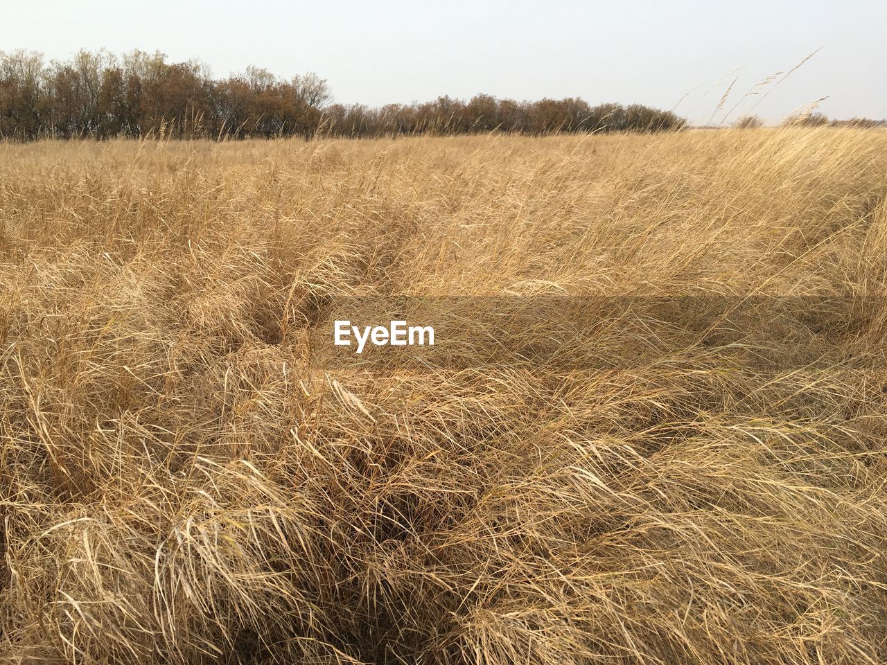 CLOSE-UP OF WHEAT FIELD AGAINST SKY