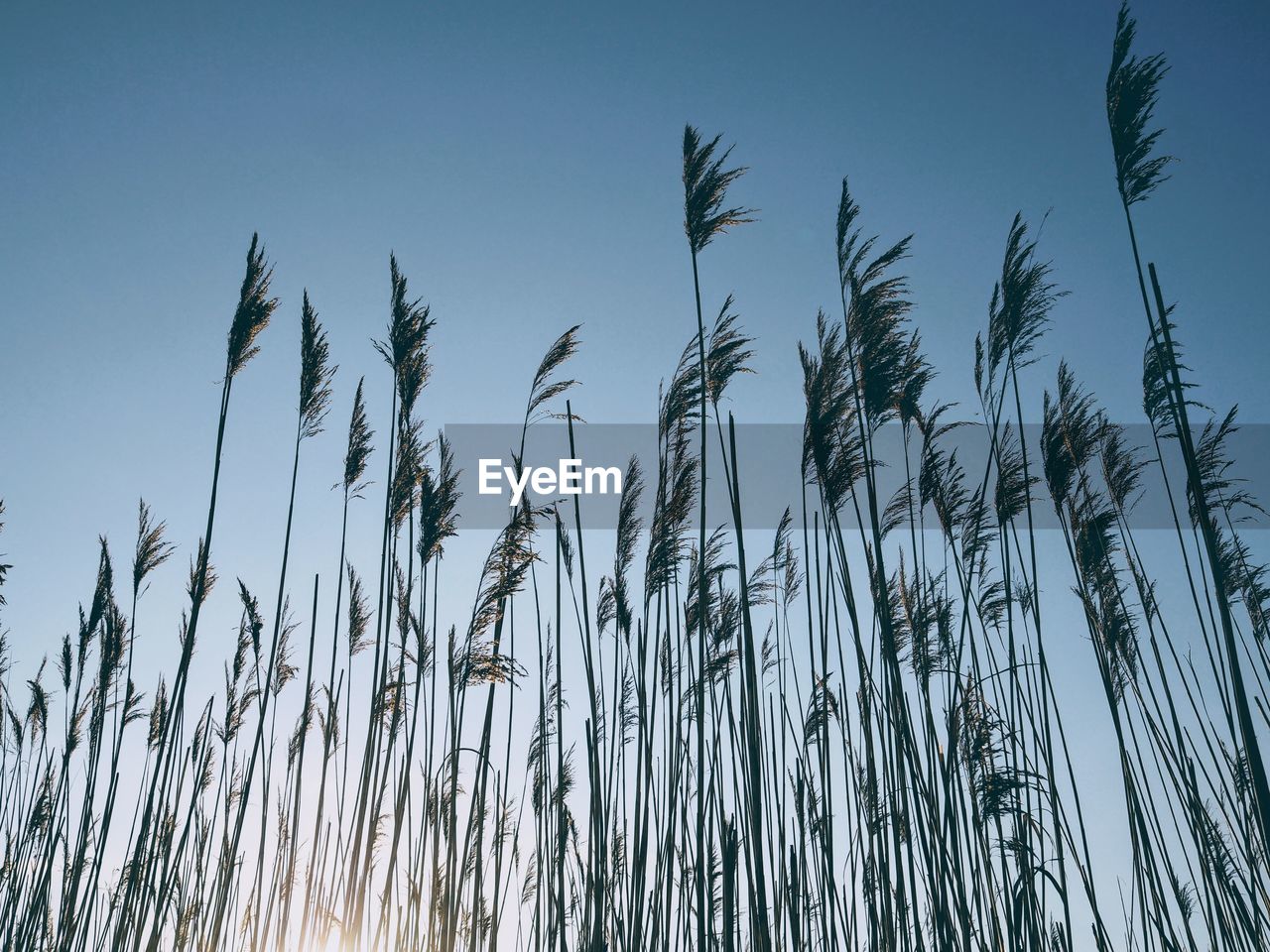 Low angle view of stalks against clear blue sky