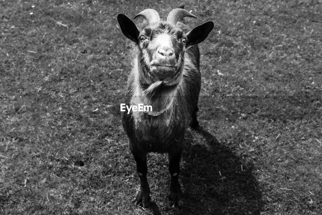 PORTRAIT OF GOAT STANDING ON FIELD