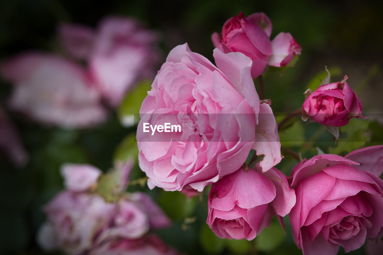 flower, flowering plant, plant, pink, beauty in nature, freshness, petal, close-up, nature, flower head, inflorescence, rose, fragility, garden roses, no people, focus on foreground, springtime, outdoors, blossom, macro photography, plant part, leaf, growth, magenta, botany, selective focus