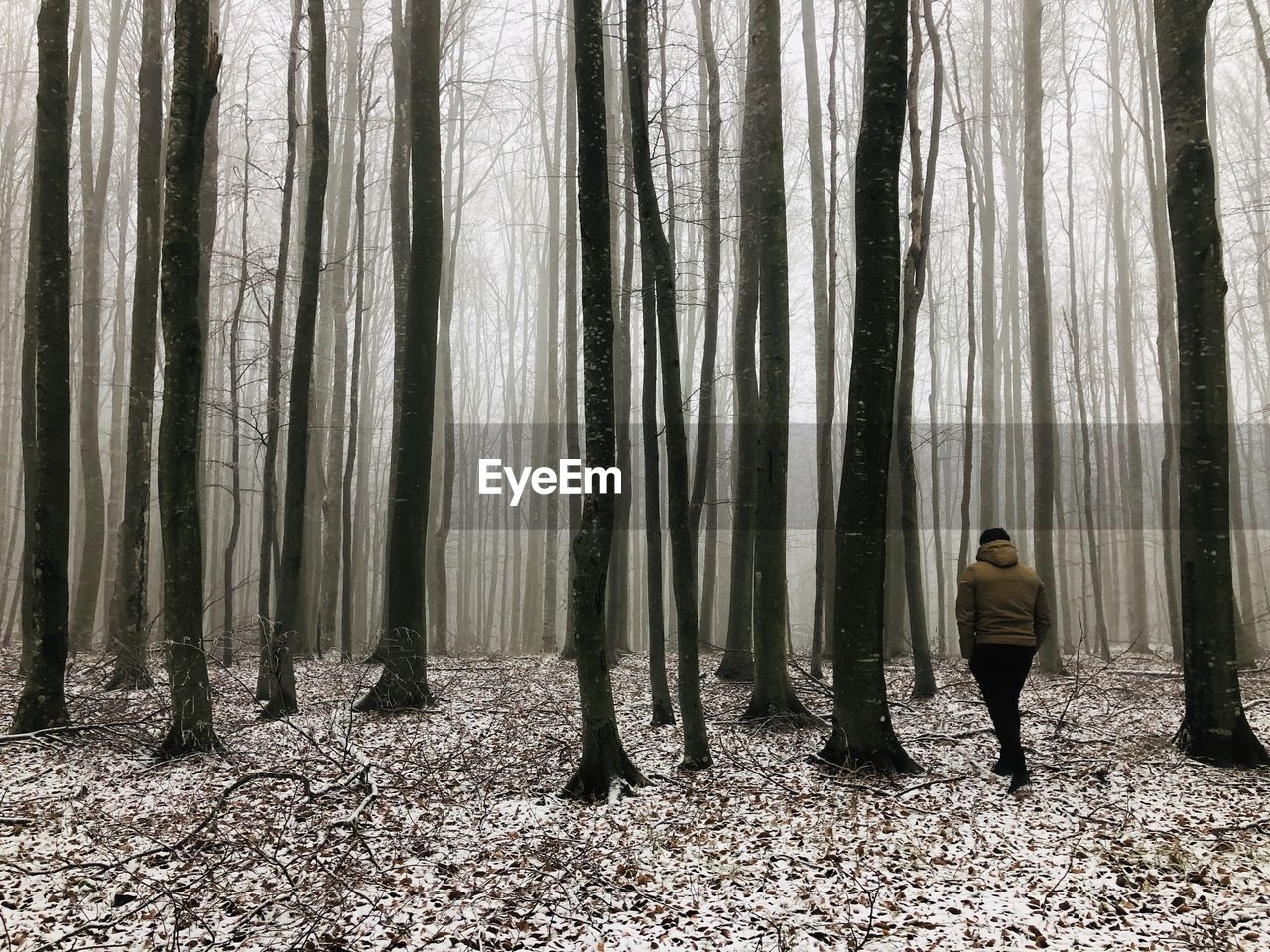 Man in a forest of bare trees surrounded by fog