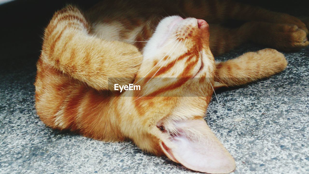 Close-up of cat