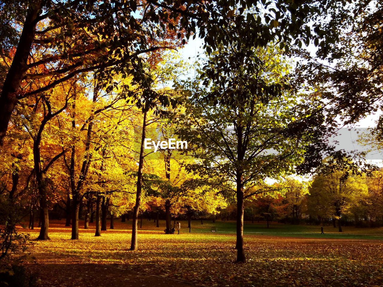 Autumn trees growing in park