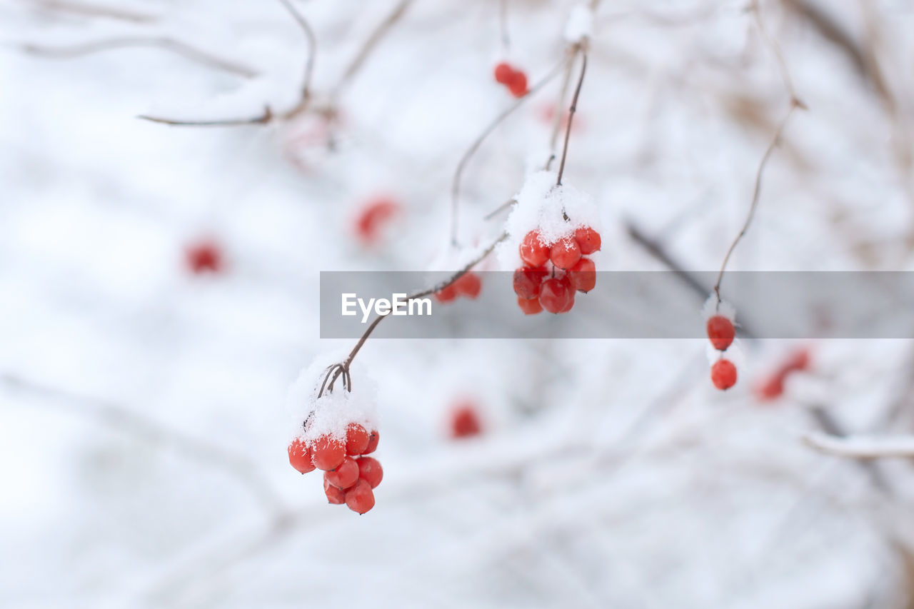 tree, fruit, branch, plant, red, nature, winter, food and drink, freshness, food, berry, cold temperature, healthy eating, focus on foreground, no people, beauty in nature, snow, produce, spring, close-up, twig, petal, leaf, cherry, flower, day, outdoors, growth, blossom, tranquility, selective focus, frozen, white, ice, wellbeing, frost