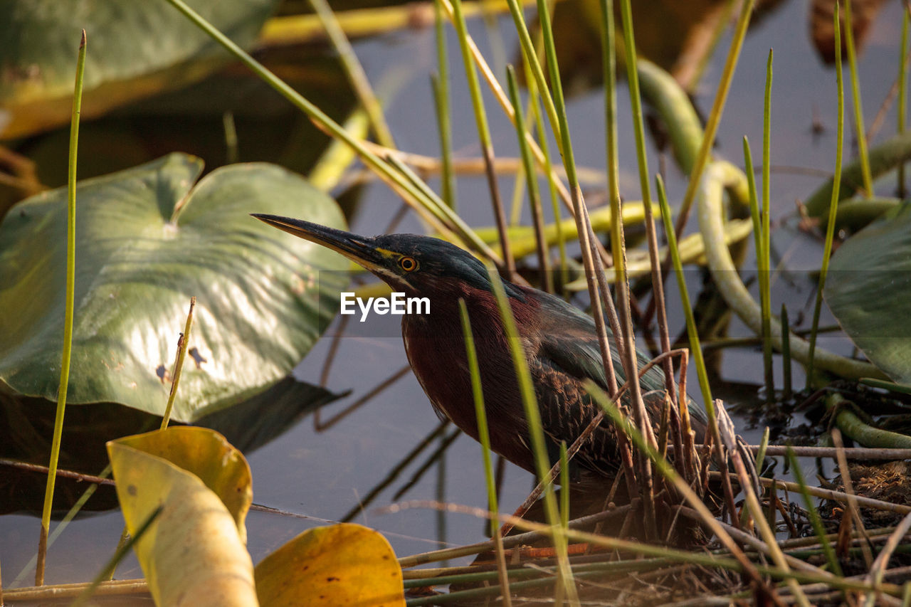 BIRD PERCHING ON PLANT