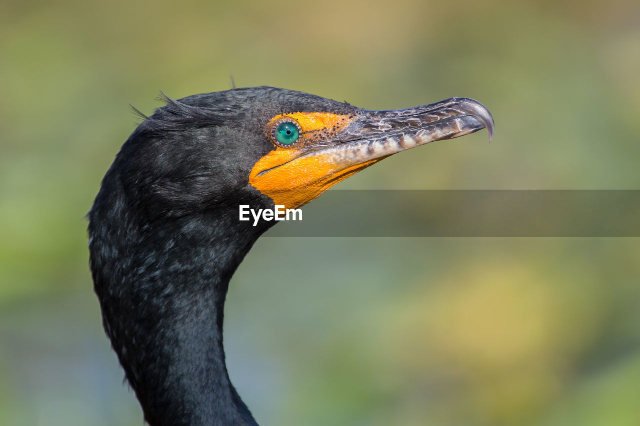 Close-up of cormorant on field