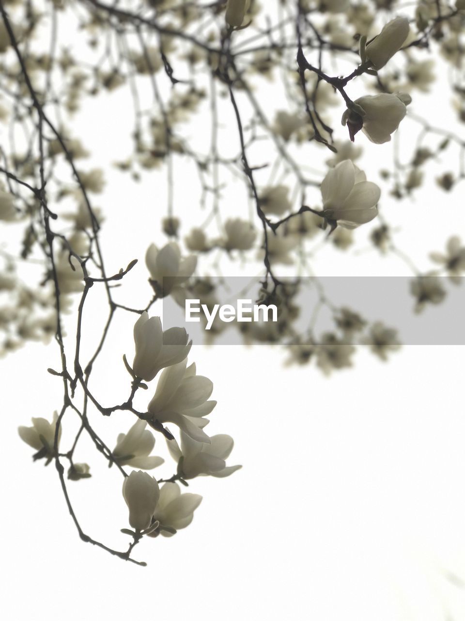 CLOSE-UP OF WHITE FLOWERS ON BRANCH