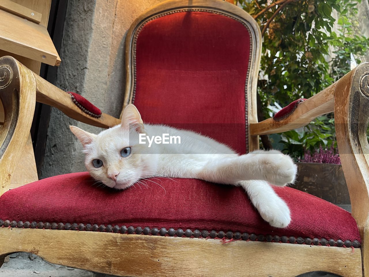 animal, animal themes, pet, mammal, one animal, domestic animals, cat, domestic cat, no people, relaxation, feline, chair, small to medium-sized cats, carnivore, seat, portrait, looking at camera, furniture, indoors, lying down