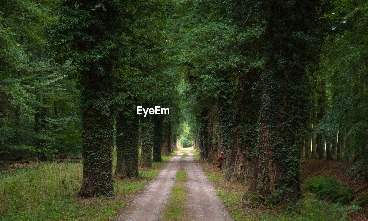 Dirt road amidst trees in forest