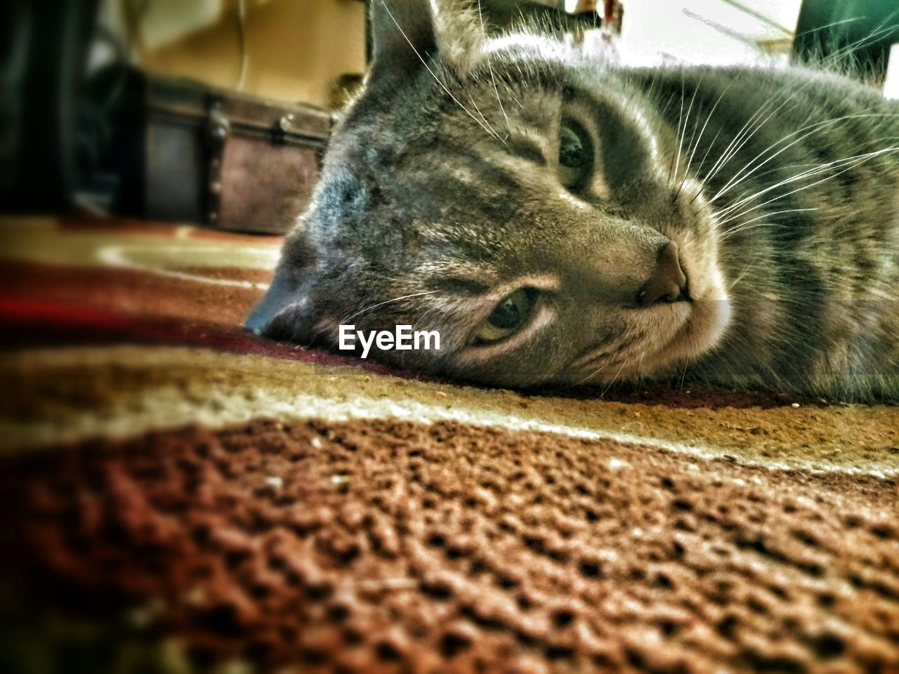 Cat relaxing on rug at home