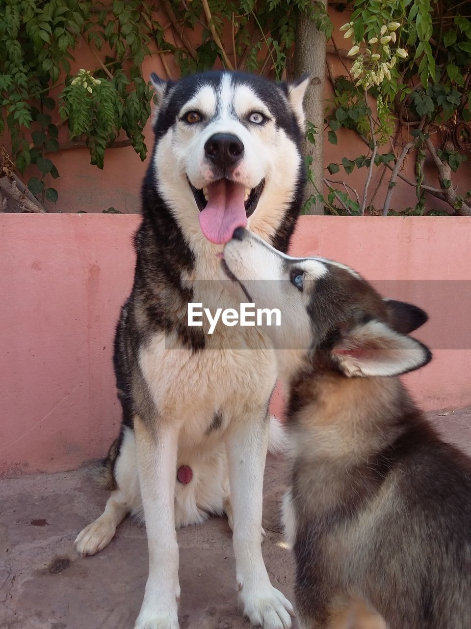 PORTRAIT OF DOG STICKING OUT IN YARD