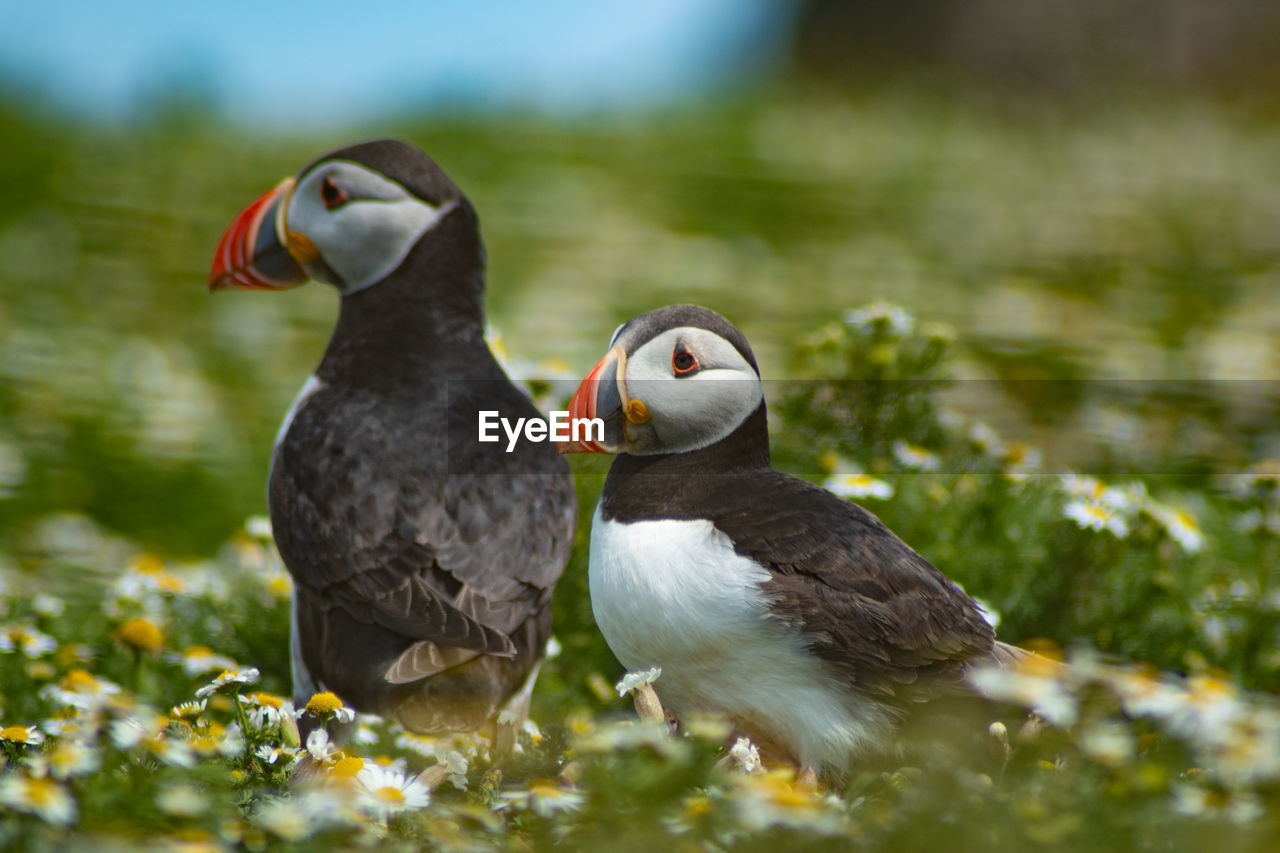 bird, animal themes, animal, puffin, animal wildlife, wildlife, beak, group of animals, nature, two animals, seabird, flower, plant, no people, outdoors, selective focus, day, grass, animal body part, beauty in nature