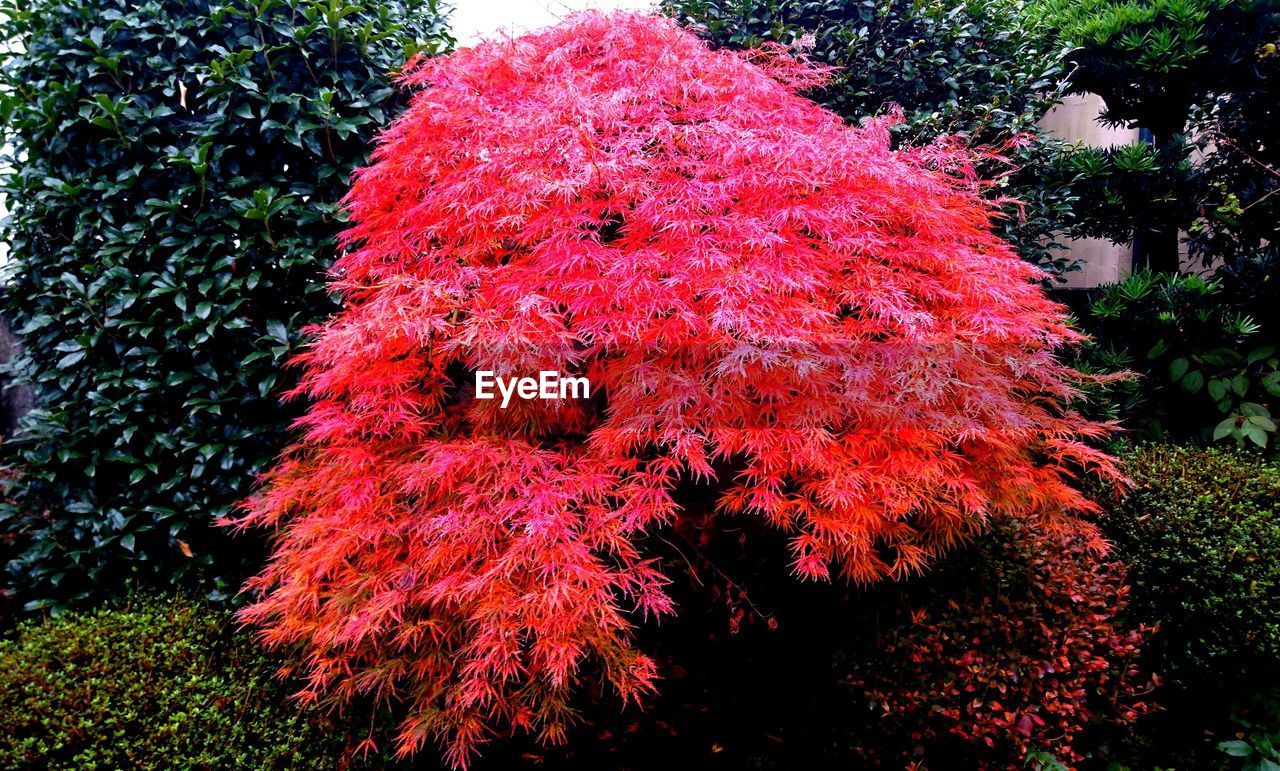 CLOSE-UP VIEW OF PINK FLOWER TREE