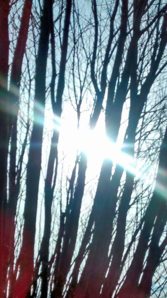 SUN SHINING THROUGH TREES