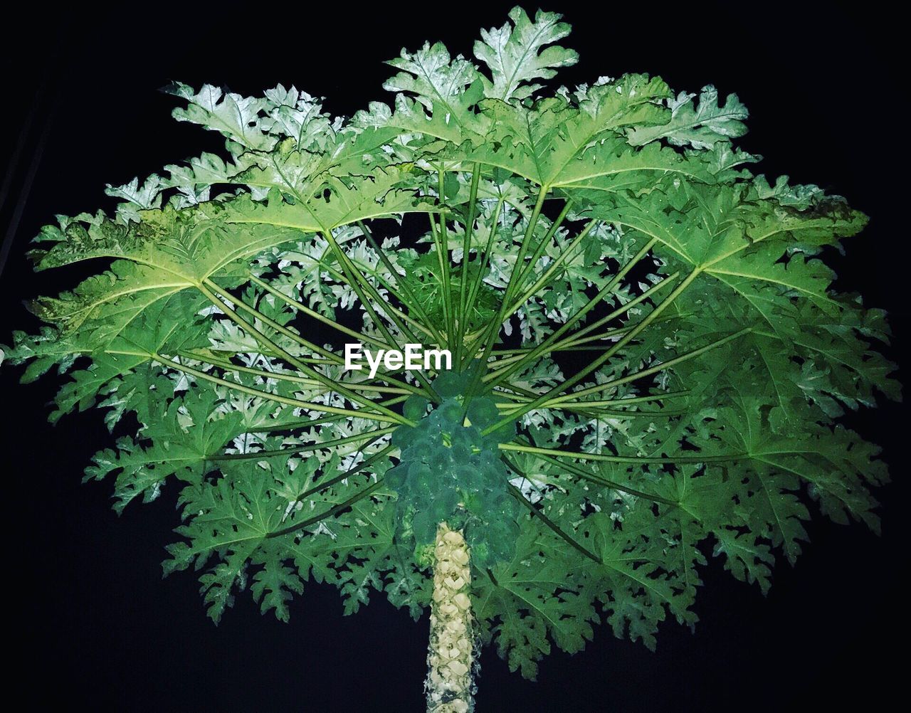 CLOSE-UP OF GREEN LEAVES AGAINST BLACK BACKGROUND