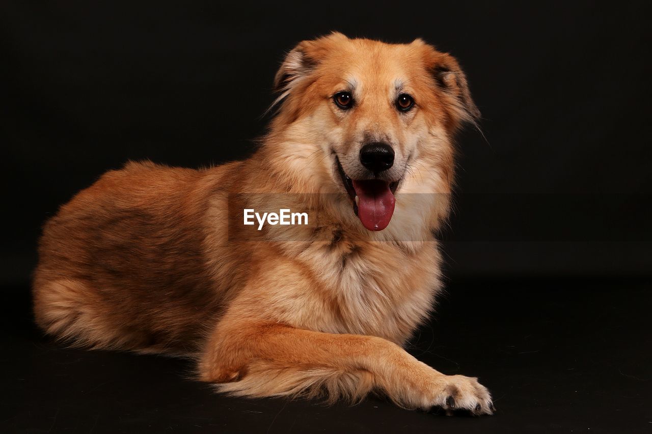 CLOSE-UP PORTRAIT OF A DOG