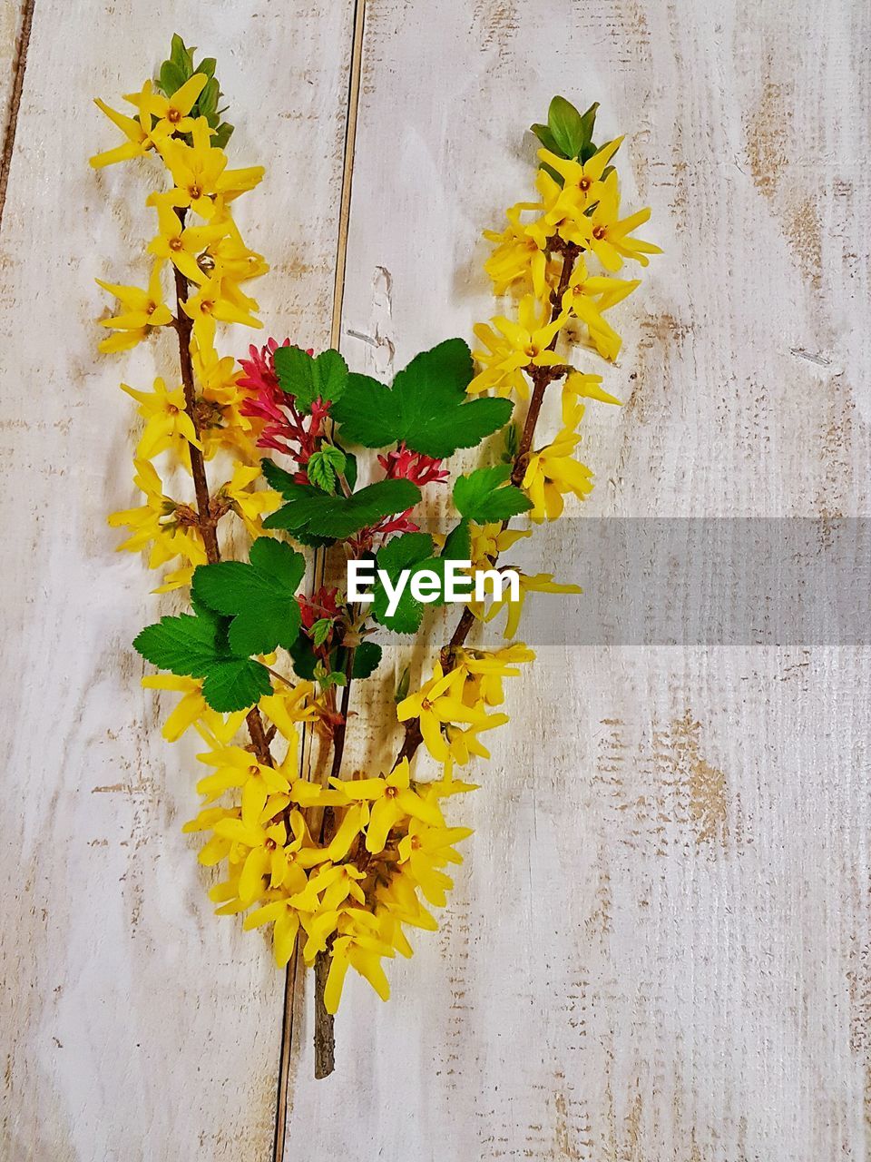 High angle view of yellow flowers on wooden table