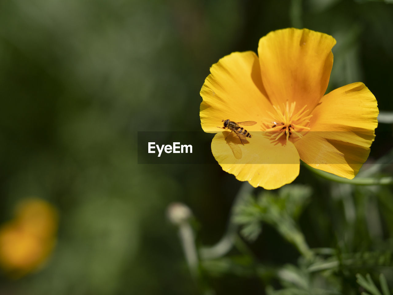 CLOSE-UP OF YELLOW FLOWER