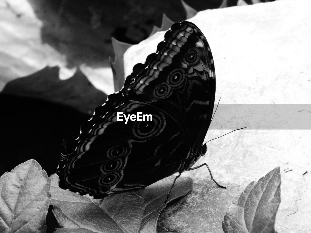 BUTTERFLY ON LEAF