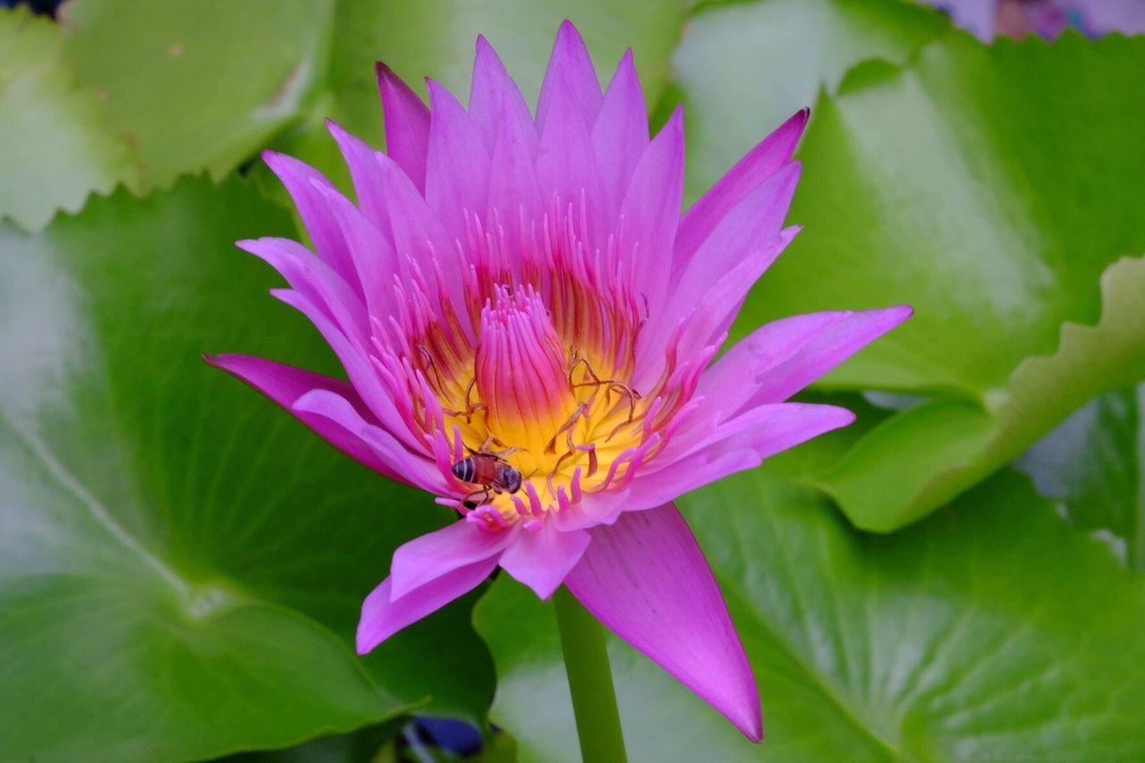 High angle view of insect on water lily at pond