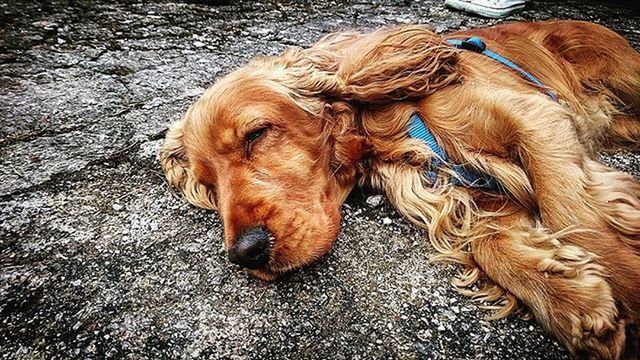 DOG WITH DOG IN BACKGROUND