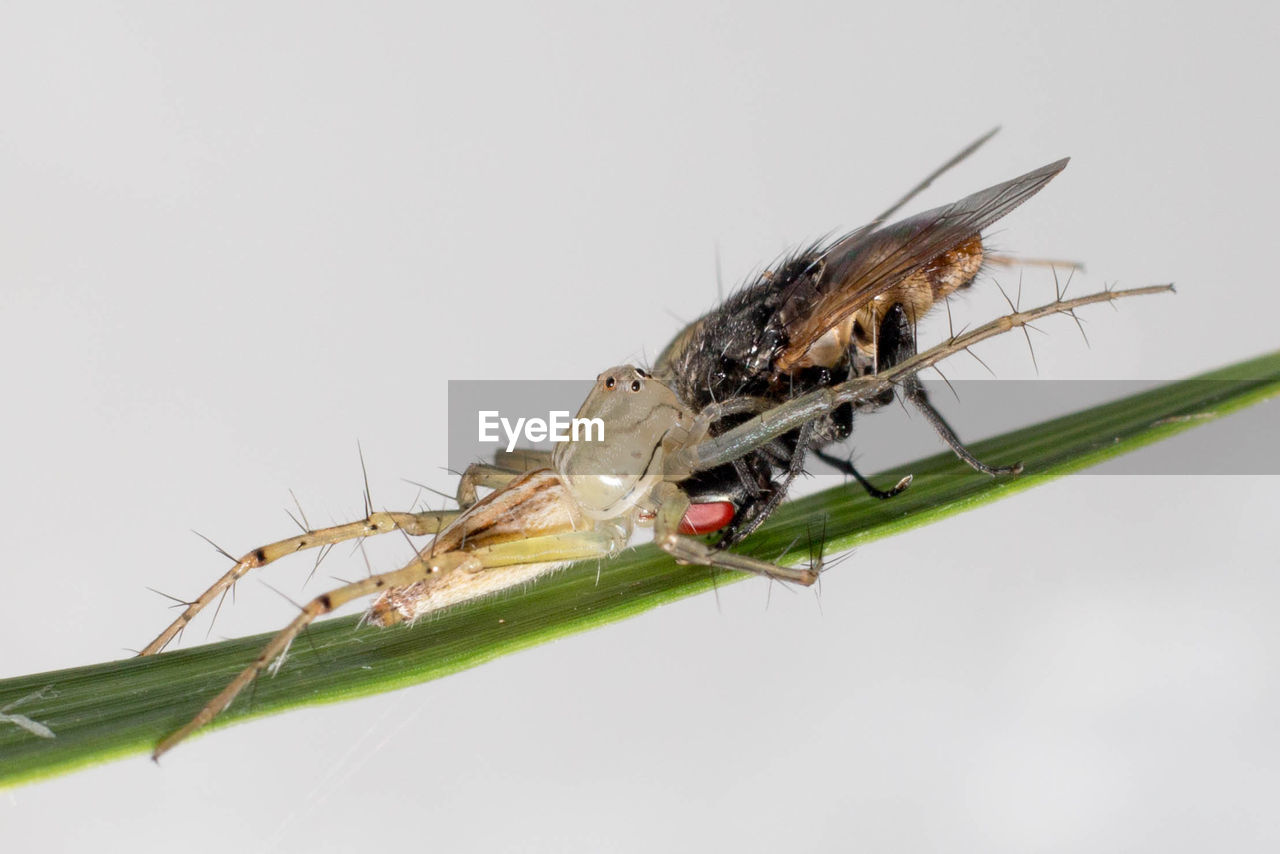 CLOSE-UP OF INSECT ON WHITE