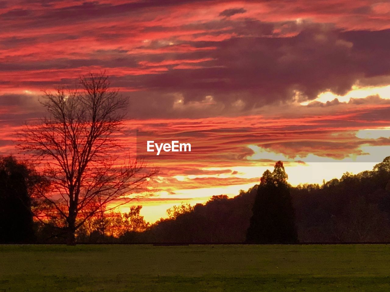 SILHOUETTE TREES ON FIELD AGAINST SKY AT SUNSET