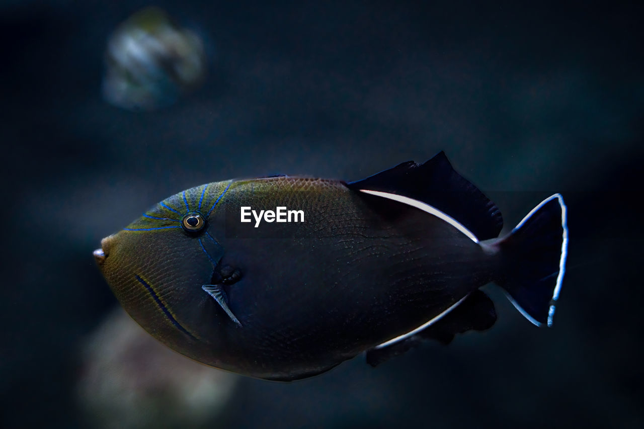 Indian triggerfish floating or swimming underwater in the sea, marine life concept