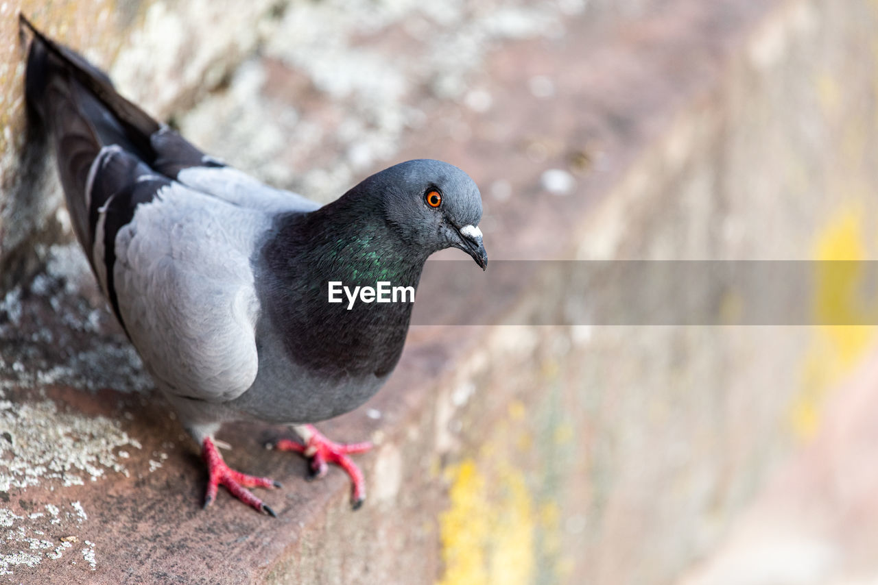 Close-up of pigeon perching on rock