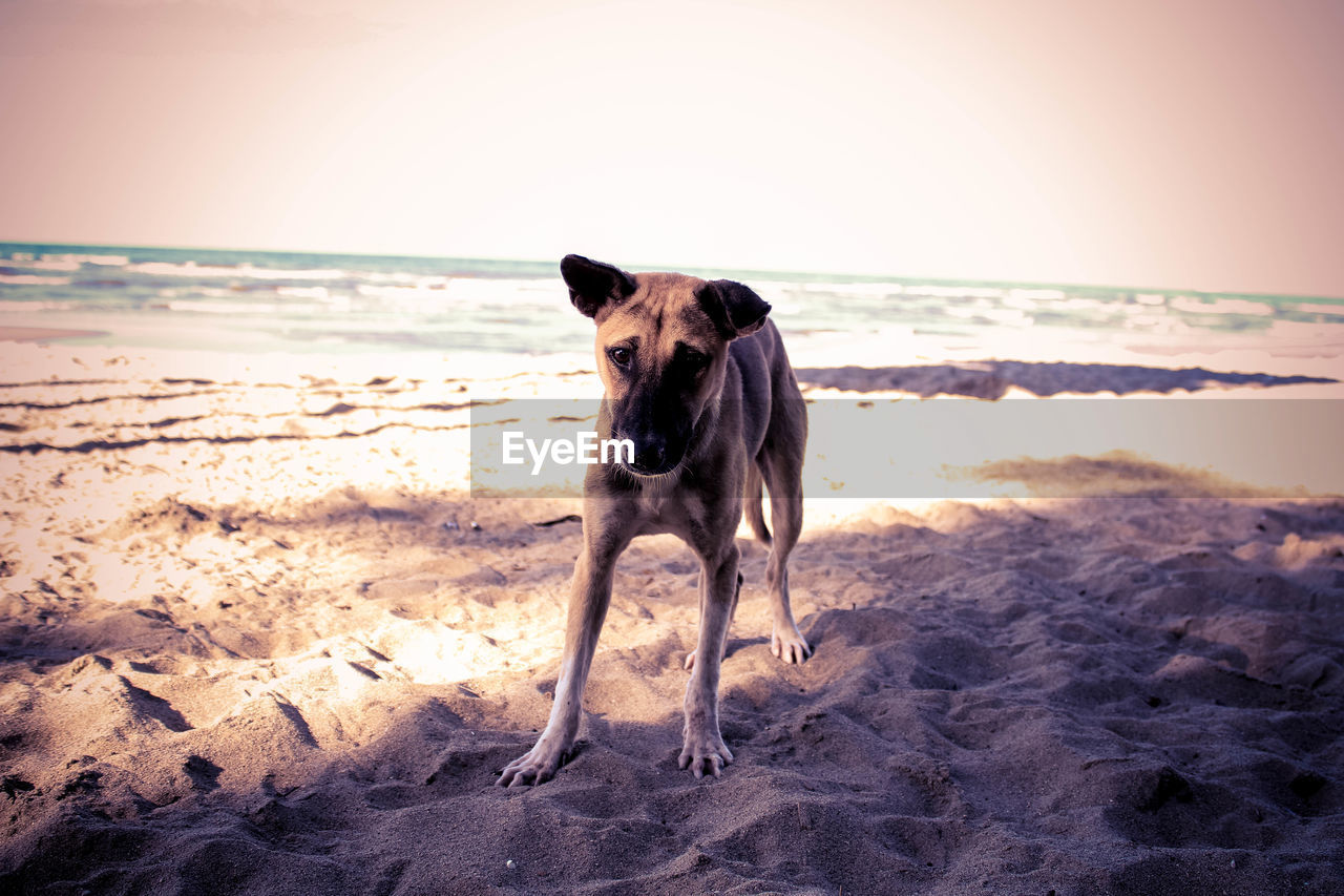 Portrait of sandy beach