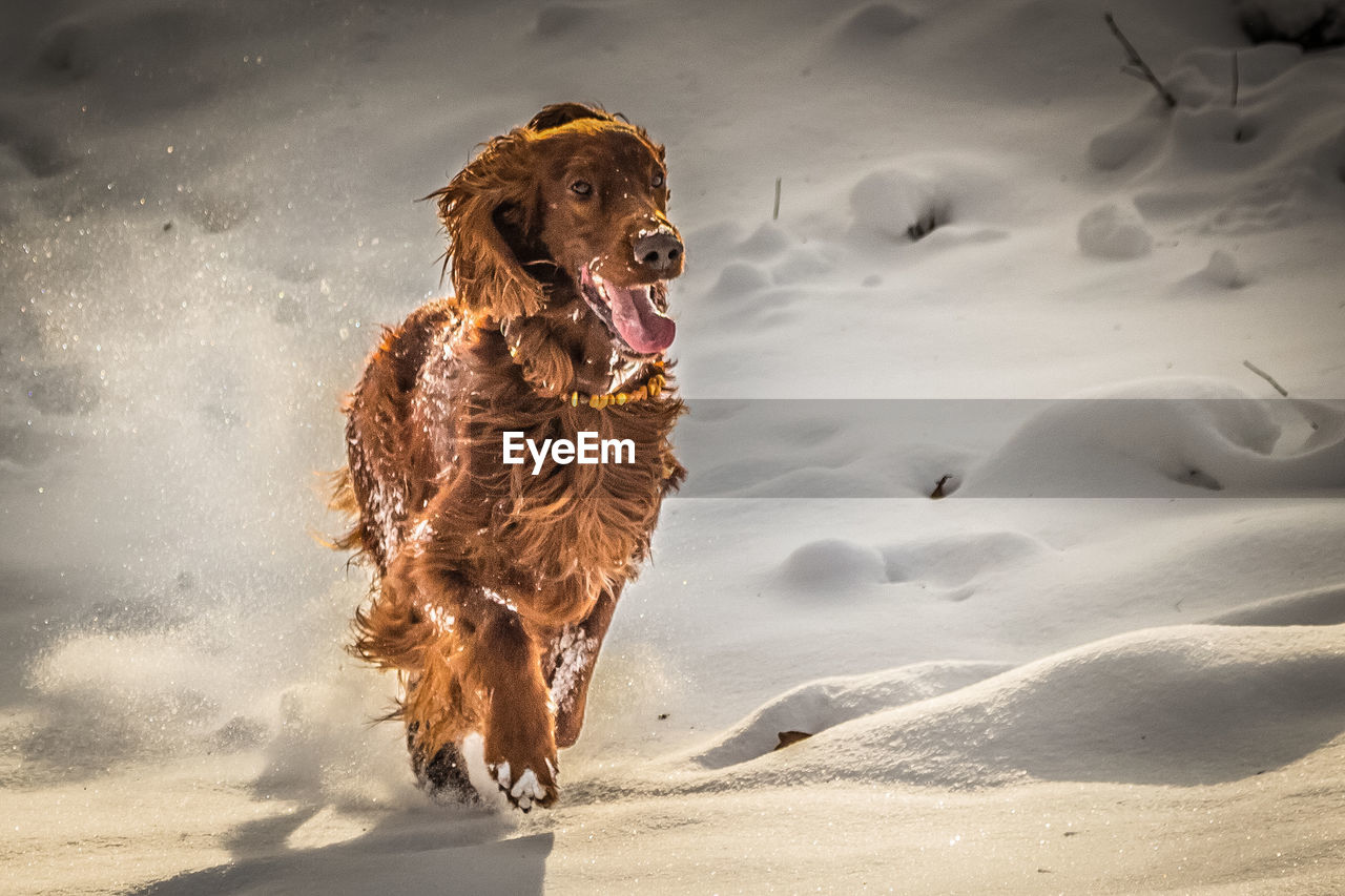 Dog walking on snowed landscape