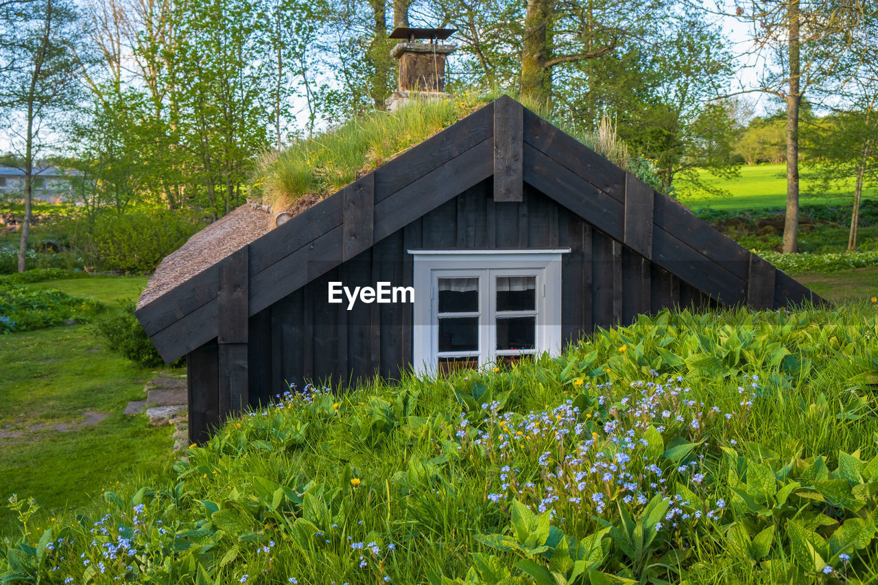 Old cottage with a grass roof and flowering forget-me-not flowers