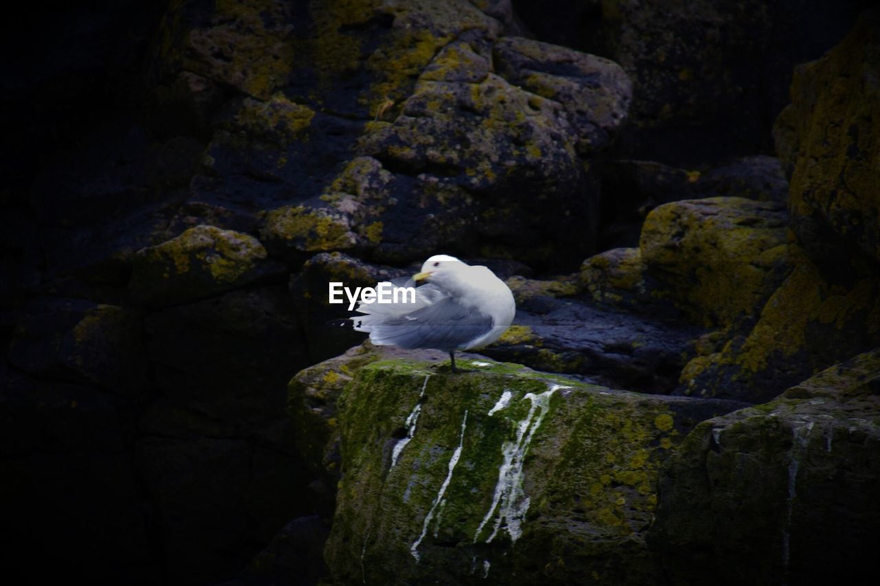 CLOSE-UP OF SEAGULL PERCHING ON ROCK AGAINST WATERFALL