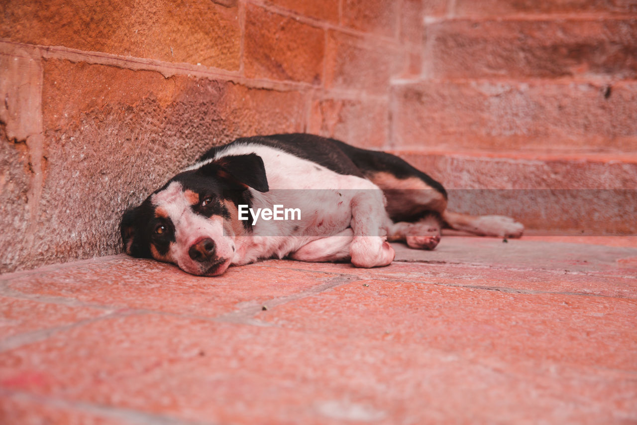 Portrait of a dog sleeping on wall