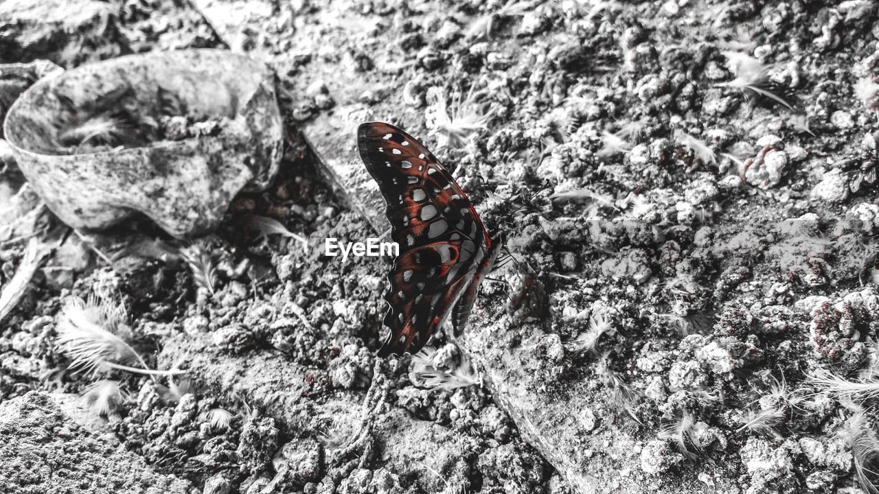 CLOSE-UP OF BUTTERFLY ON ROCKS