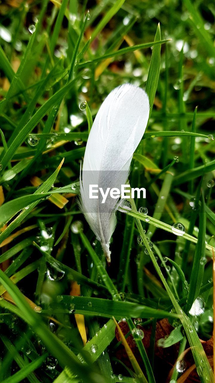 CLOSE-UP OF WHITE FLOWER IN GRASS
