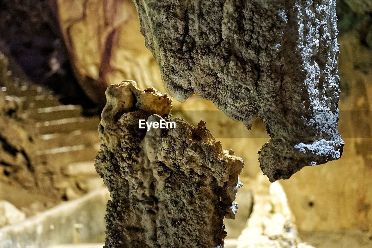 CLOSE-UP OF DEAD TREE TRUNK