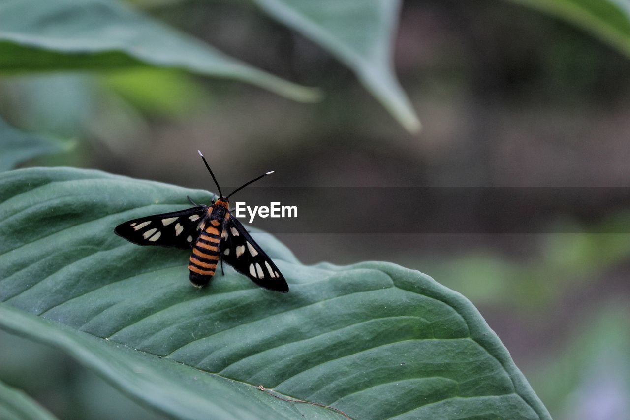 CLOSE-UP OF BUTTERFLY ON PLANT