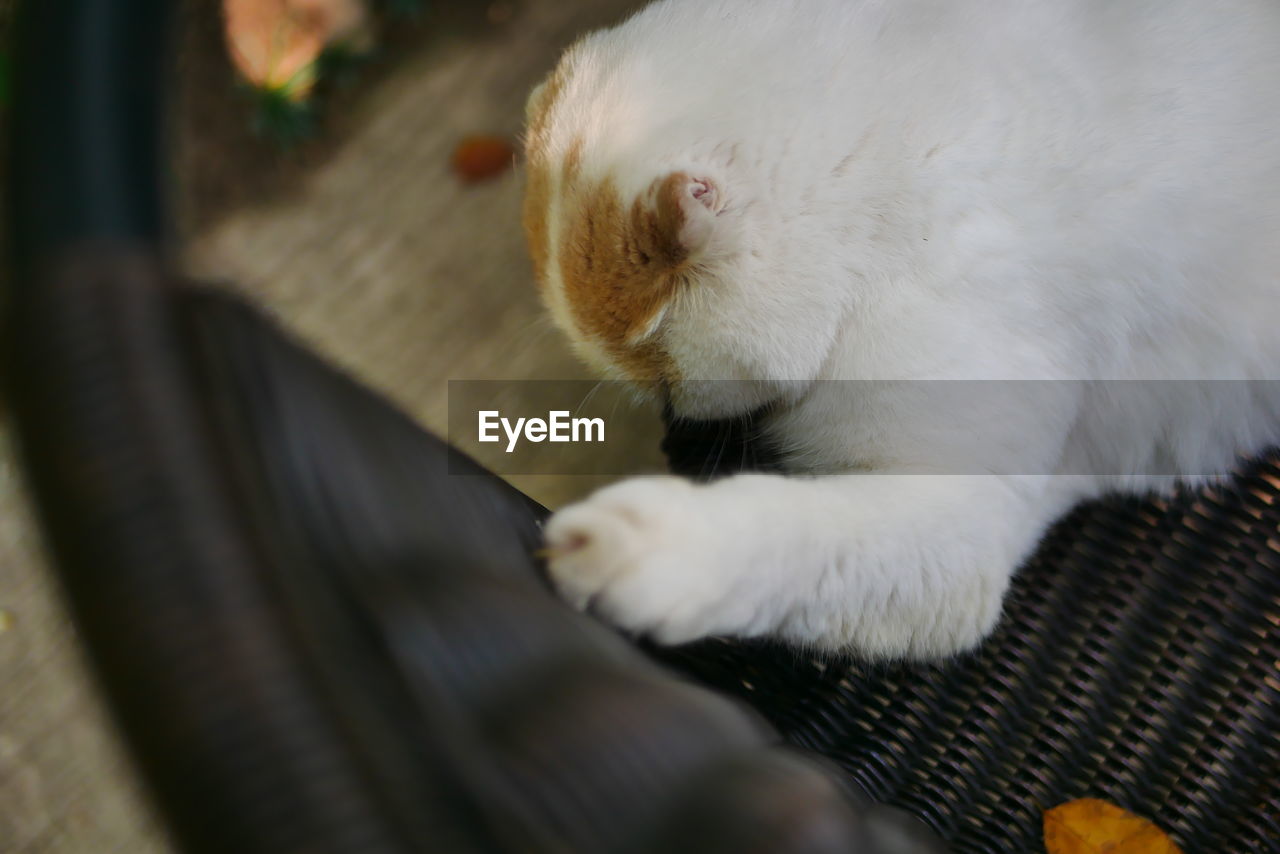 CLOSE-UP OF CAT SLEEPING ON BED