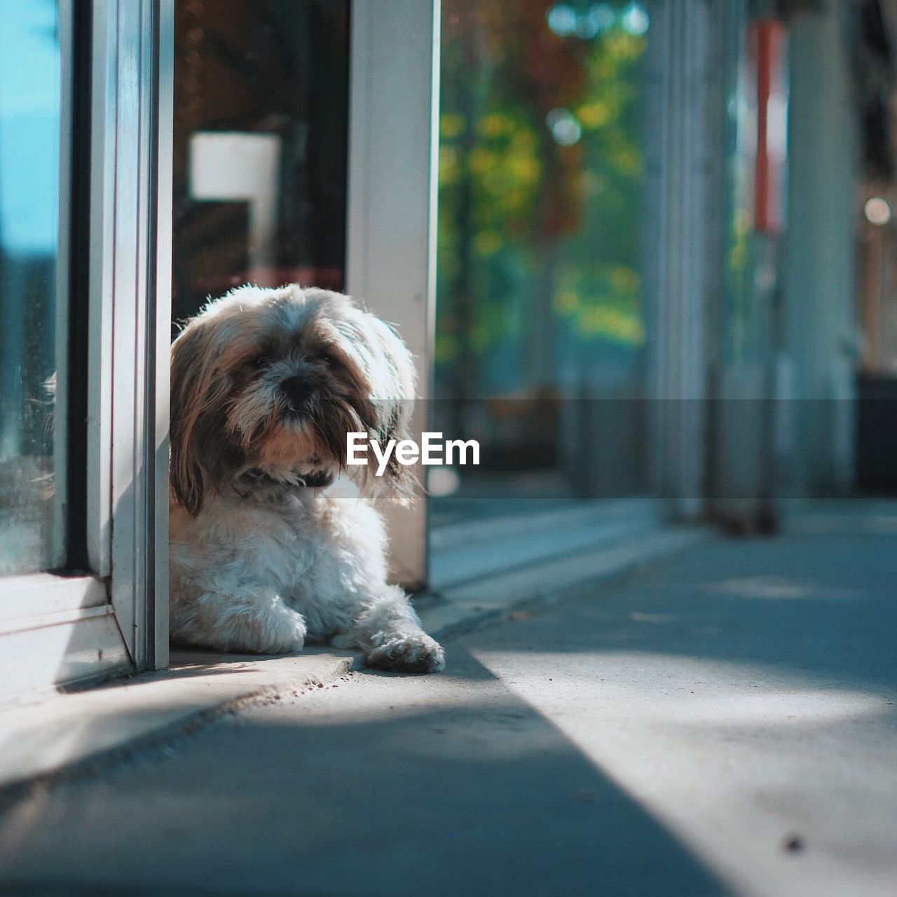 Shih tzu sitting at entrance of building