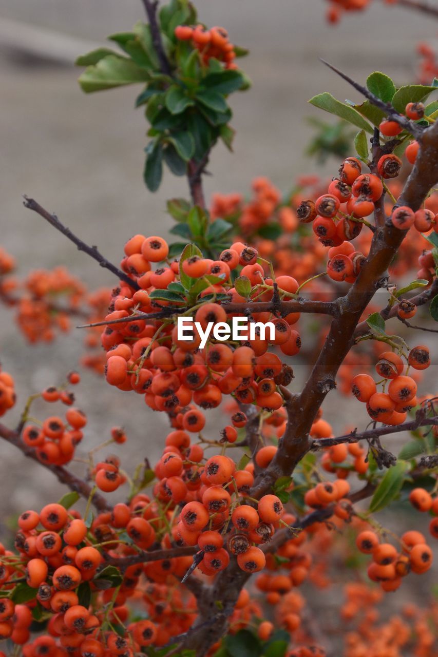 CLOSE-UP OF RED BERRIES GROWING ON TREE