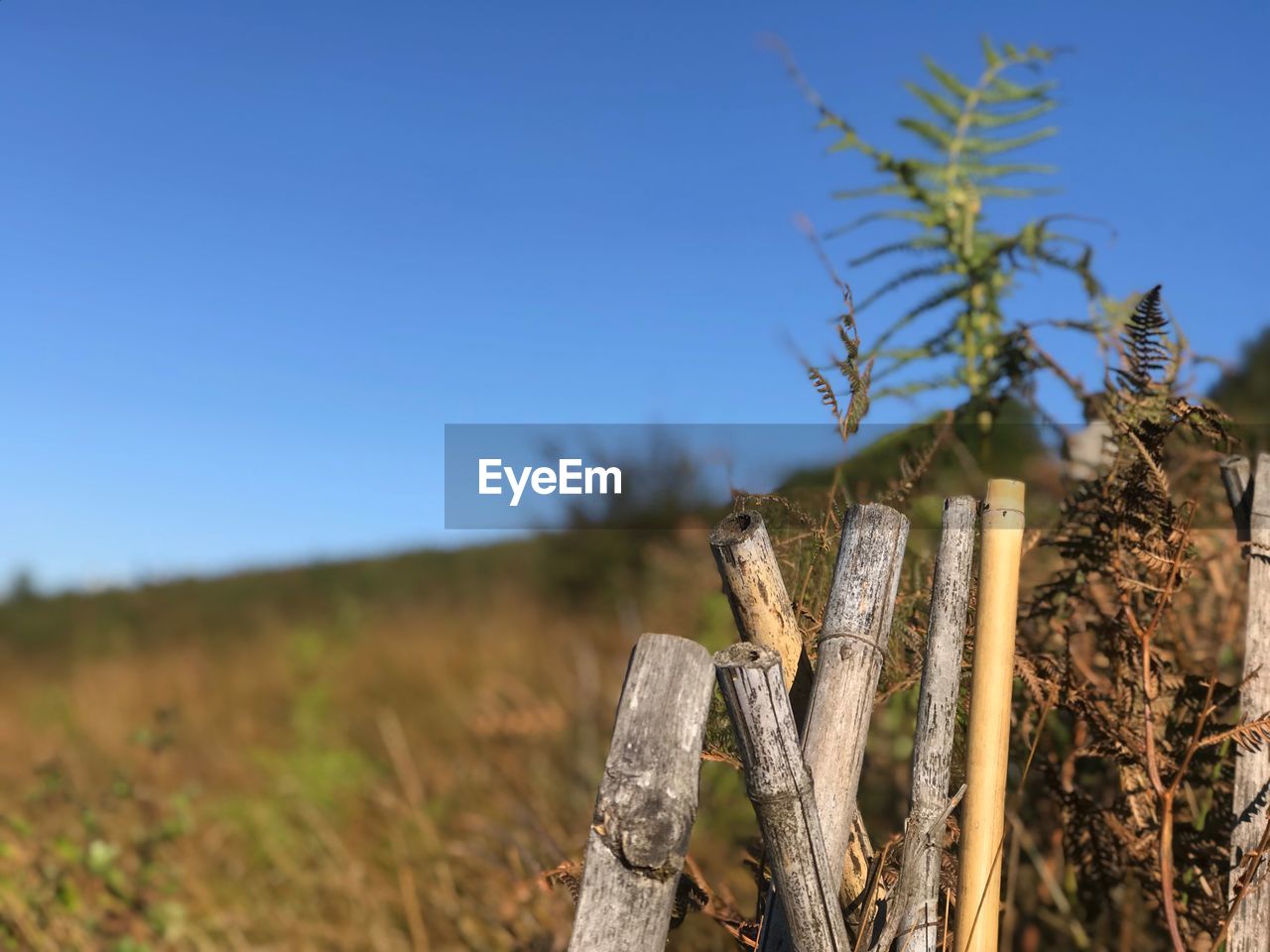 Close-up of plant growing on field against clear sky