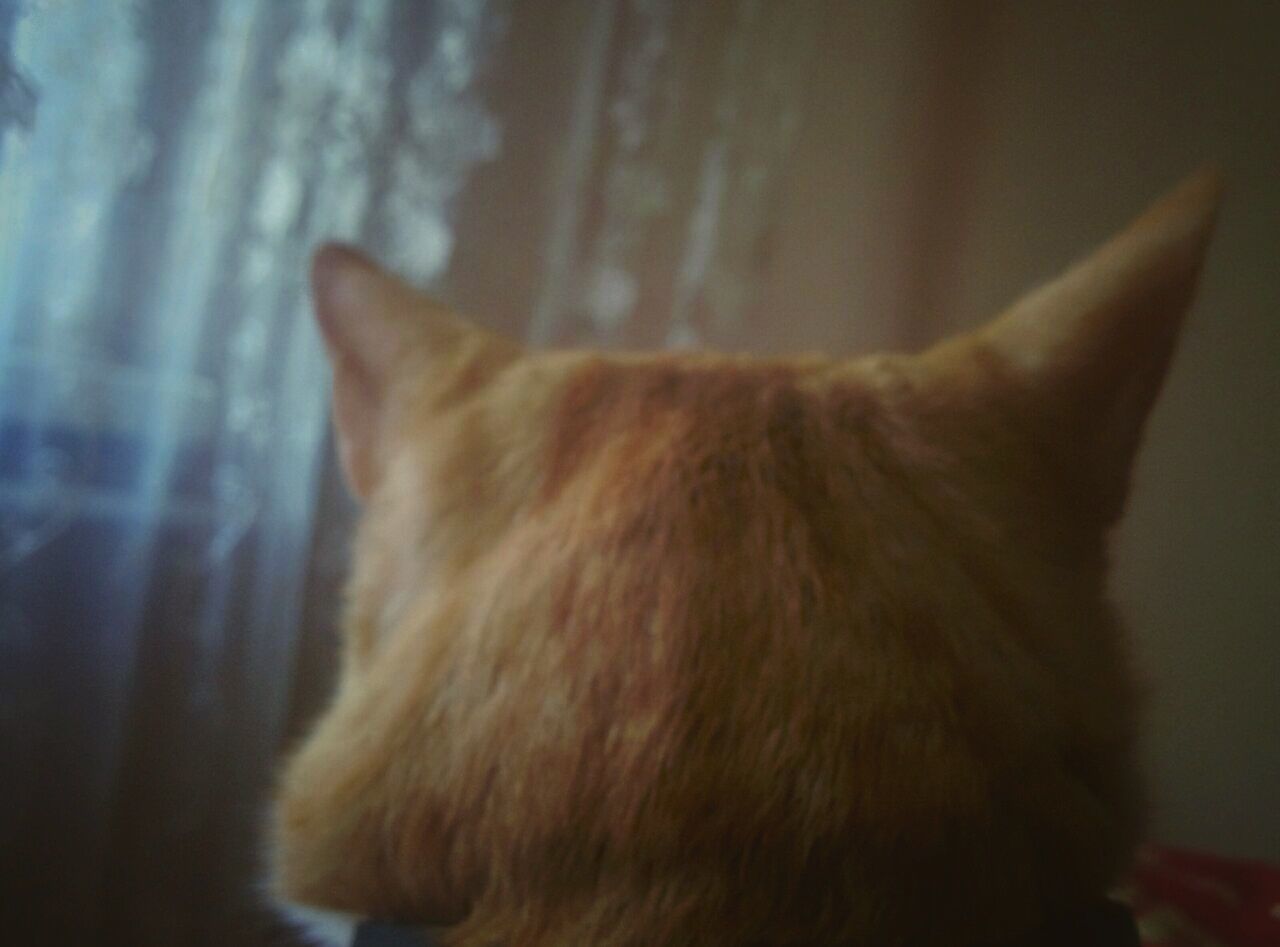 CLOSE-UP OF CAT LOOKING AWAY