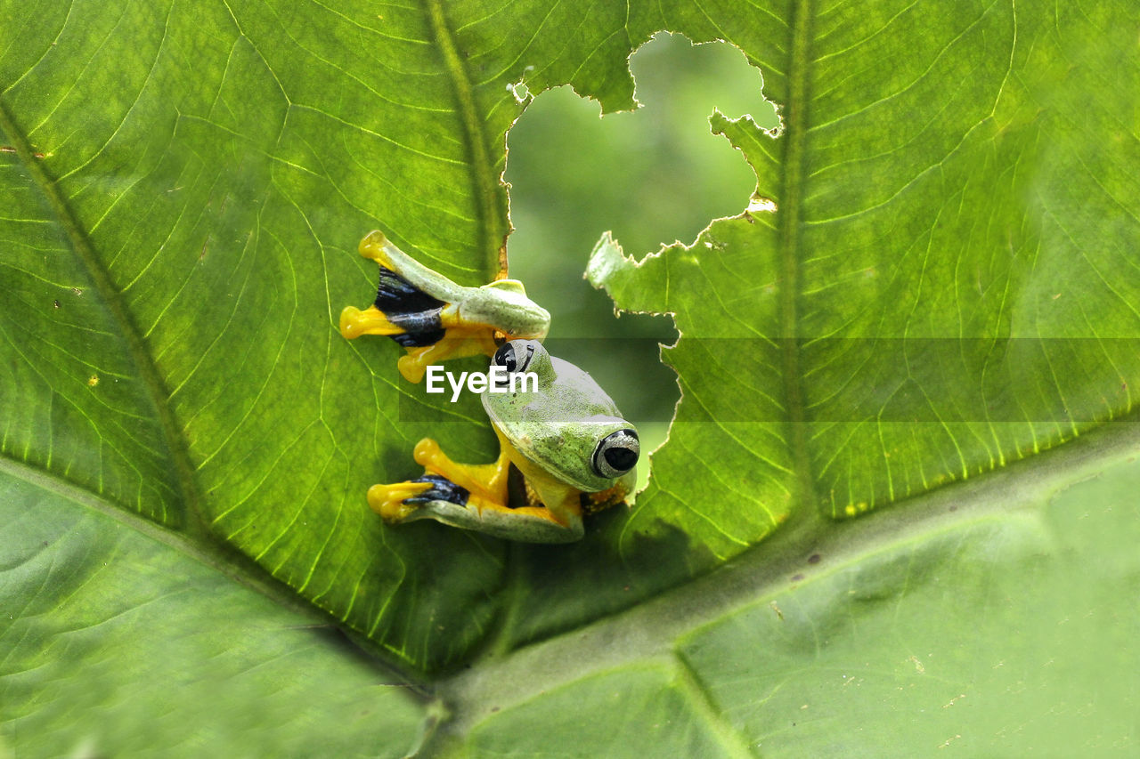Extreme close-up of frog on green leaf
