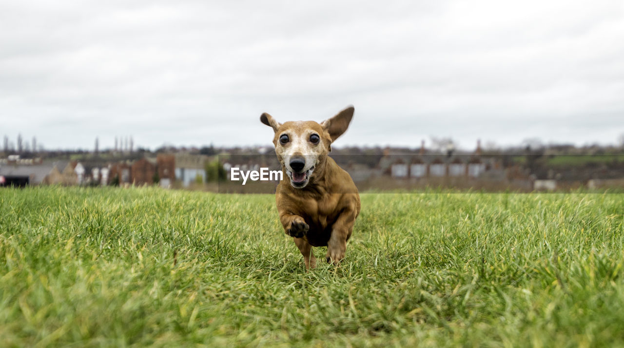 PORTRAIT OF A DOG RUNNING ON FIELD